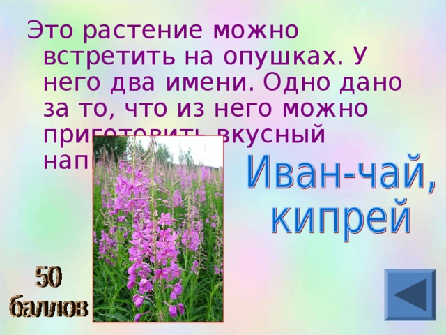 Это растение можно встретить на опушках. У него два имени. Одно дано за то, что из него можно приготовить вкусный напиток.