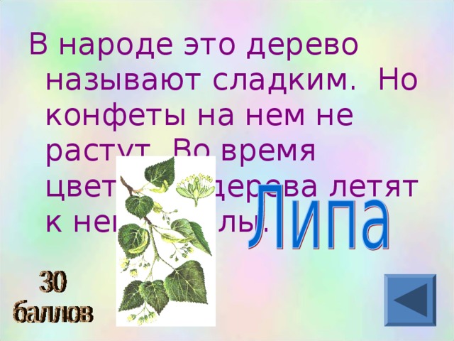 В народе это дерево называют сладким. Но конфеты на нем не растут. Во время цветения дерева летят к нему пчелы.