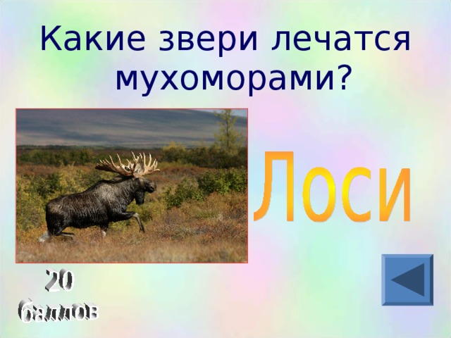 Какие звери лечатся мухоморами?