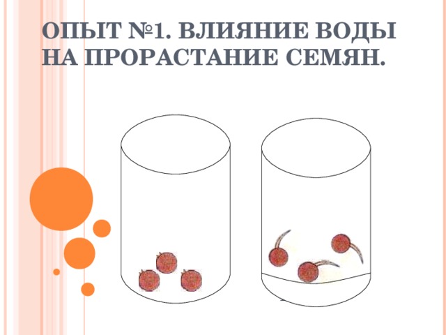 ОПЫТ №1. ВЛИЯНИЕ ВОДЫ НА ПРОРАСТАНИЕ СЕМЯН. H 2 O