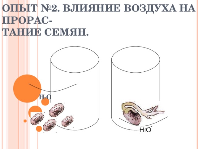 ОПЫТ № 2 . ВЛИЯНИЕ ВОЗДУХА НА ПРОРАС-  ТАНИЕ СЕМЯН. H 2 O H 2 O