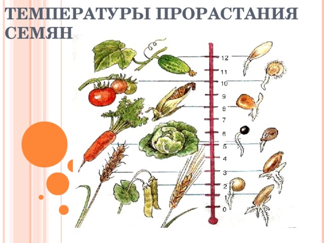 ТЕМПЕРАТУРЫ ПРОРАСТАНИЯ СЕМЯН.