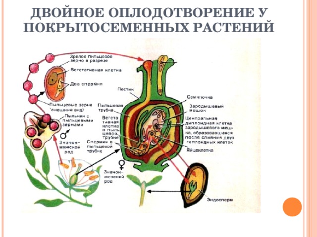 ДВОЙНОЕ ОПЛОДОТВОРЕНИЕ У ПОКРЫТОСЕМЕННЫХ РАСТЕНИЙ