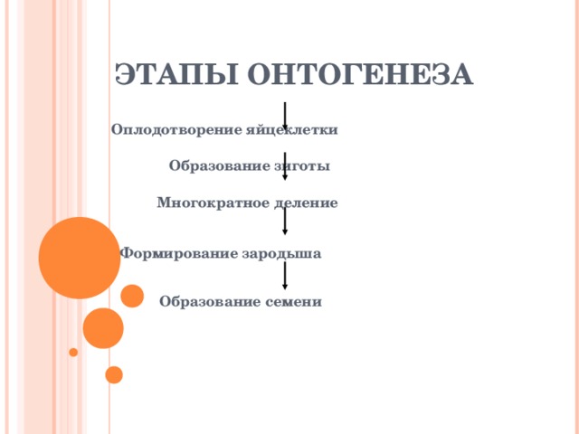 ЭТАПЫ ОНТОГЕНЕЗА  Оплодотворение яйцеклетки   Образование зиготы   Многократное деление    Формирование зародыша   Образование семени