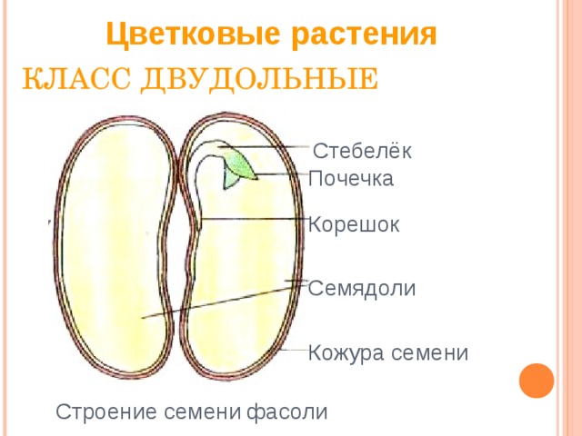 Цветковые растения  КЛАСС ДВУДОЛЬНЫЕ  Стебелёк  Почечка  Корешок  Семядоли  Кожура семени  Строение семени фасоли