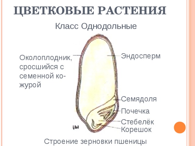 ЦВЕТКОВЫЕ РАСТЕНИЯ Класс Однодольные Эндосперм Околоплодник, сросшийся с семенной ко-  журой   Семядоля Почечка Стебелёк Корешок Строение зерновки пшеницы