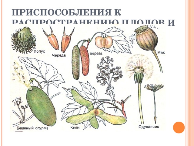 ПРИСПОСОБЛЕНИЯ К РАСПРОСТРАНЕНИЮ ПЛОДОВ И СЕМЯН.