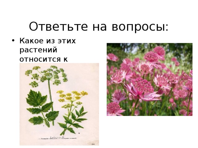 Ответьте на вопросы: