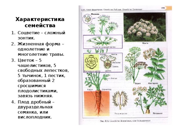 Характеристика семейства