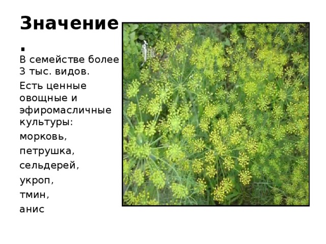 Значение. В семействе более 3 тыс. видов. Есть ценные овощные и эфиромасличные культуры: морковь, петрушка, сельдерей, укроп, тмин, анис