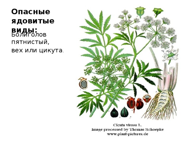 Опасные ядовитые виды: Болиголов пятнистый, вех или цикута . Вех ядовит не только в сыром виде, но и в виде сена и тем опасен для скота.