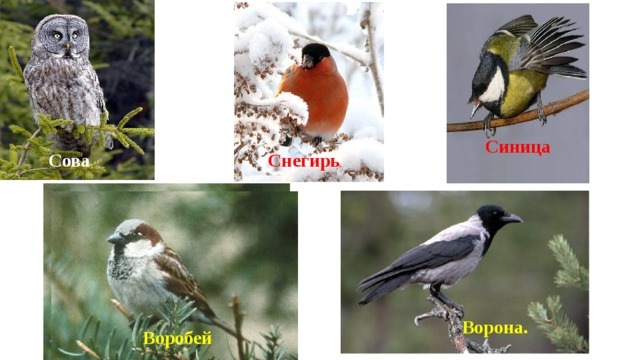 Синица Сова Снегирь Ворона. Воробей. Воробей