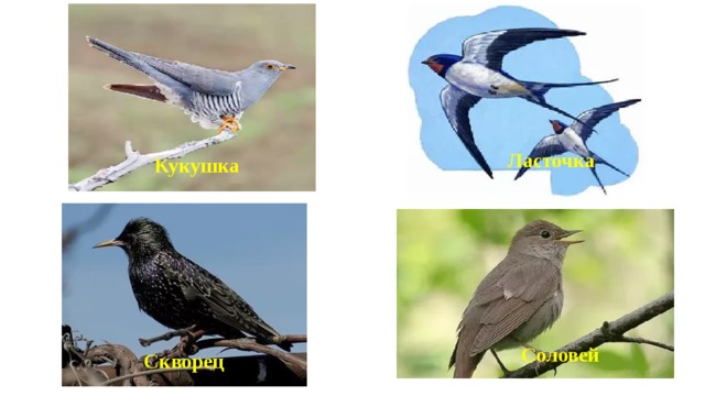Ласточка Кукушка Соловей Скворец