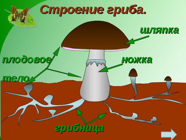 Строение гриба. шляпка ножка плодовое тело грибница