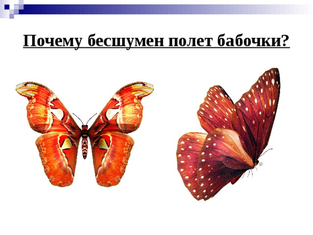 Почему бабочки такие разные и красивые. Полет бабочки физика. Тип полета у бабочки. Почему полет бабочки бесшумен. Дивергенция полета бабочки.