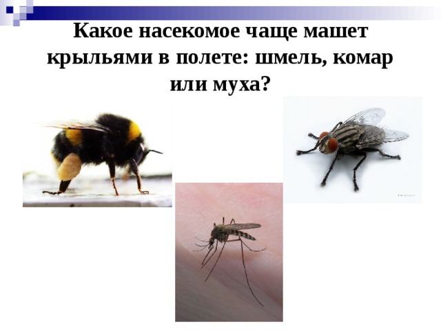 Какое насекомое чаще машет крыльями в полете: шмель, комар или муха?