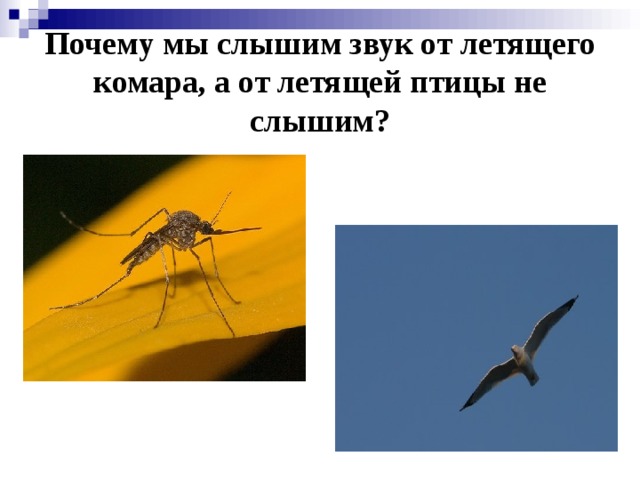 Почему мы слышим звук от летящего комара, а от летящей птицы не слышим?