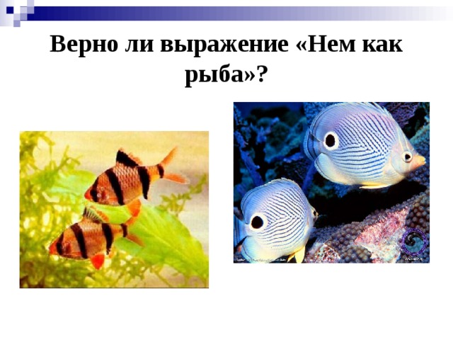 Верно ли выражение «Нем как рыба»?