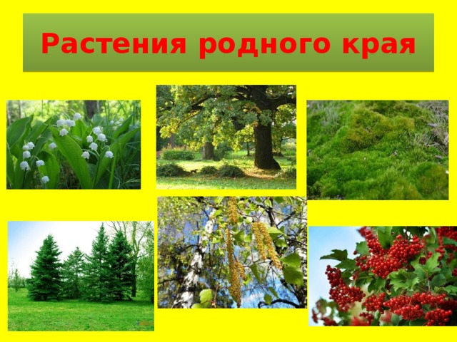 Растения родного края