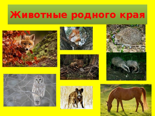 Проект животные родного края 3 класс