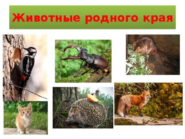 Животные родного края