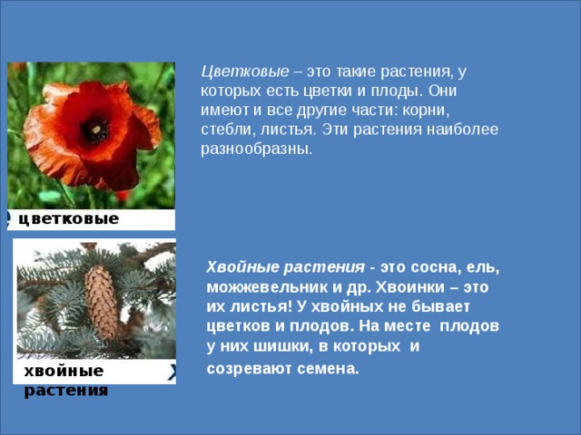 Цветковые – это такие растения, у которых есть цветки и плоды. Они имеют и все другие части: корни, стебли, листья. Эти растения наиболее разнообразны. хвойные растения цветковые Хвойные растения - это сосна, ель, можжевельник и др. Хвоинки – это их листья! У хвойных не бывает цветков и плодов. На месте плодов у них шишки, в которых и созревают семена.