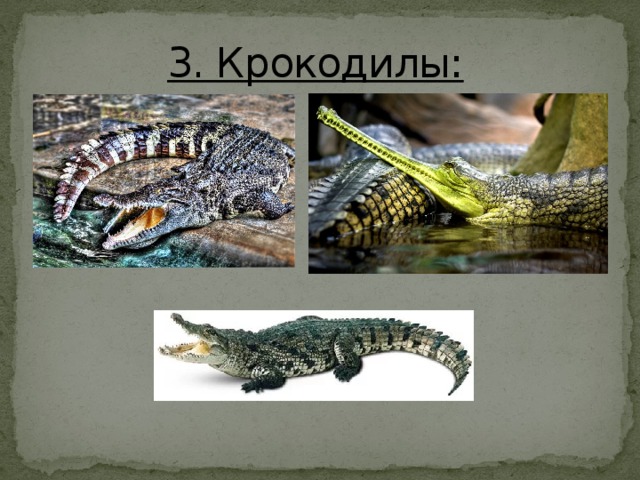 3. Крокодилы: