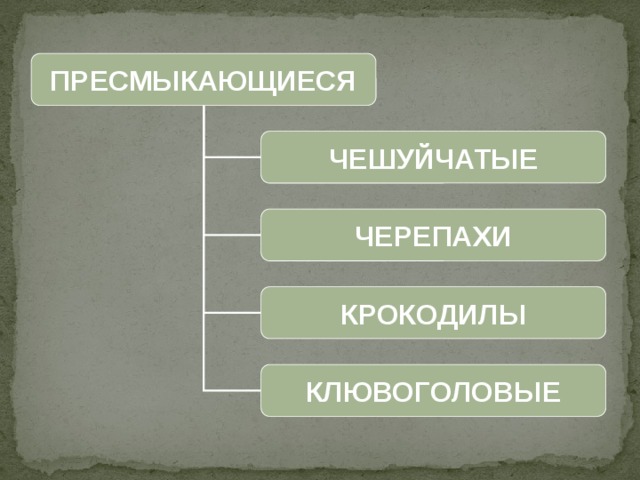 ПРЕСМЫКАЮЩИЕСЯ ЧЕШУЙЧАТЫЕ ЧЕРЕПАХИ КРОКОДИЛЫ КЛЮВОГОЛОВЫЕ