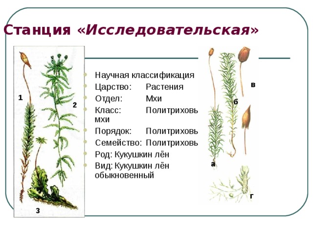Отдел мхи примеры растений. Систематика растения Кукушкин лен. Мох Кукушкин лен.