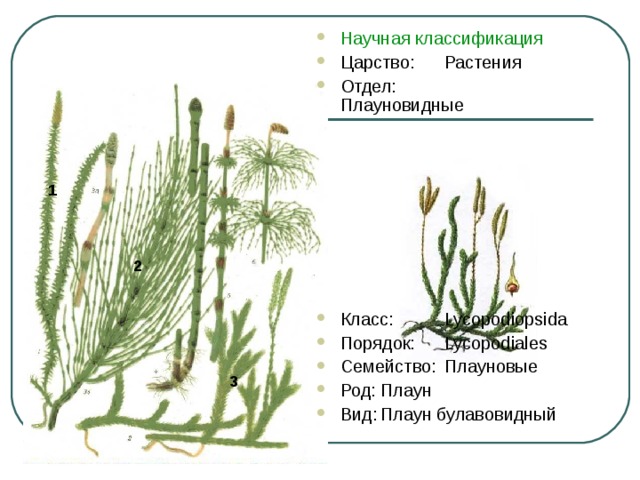 Научная классификация Царство:  Растения Отдел:  Плауновидные         Класс:  Lycopodiopsida Порядок:  Lycopodiales Семейство:  Плауновые Род:  Плаун Вид:  Плаун булавовидный