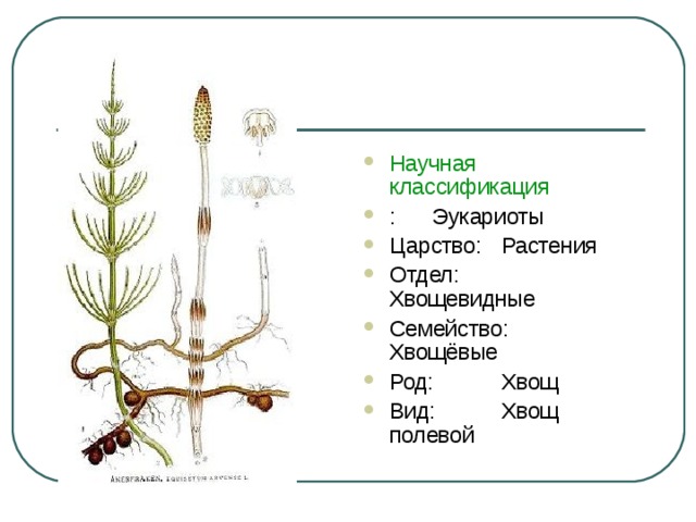 Научная классификация :  Эукариоты Царство:  Растения Отдел:  Хвощевидные Семейство:  Хвощёвые Род:  Хвощ Вид:  Хвощ полевой
