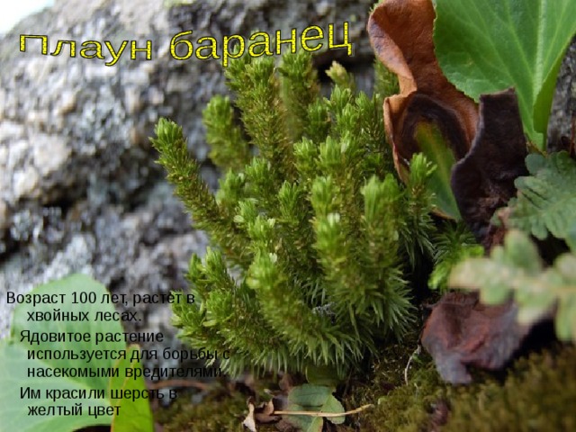 Возраст 100 лет, растет в хвойных лесах.  Ядовитое растение используется для борьбы с насекомыми вредителями.  Им красили шерсть в желтый цвет