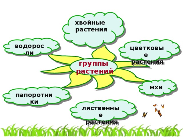 хвойные растения  водоросли  цветковые растения  группы  растений мхи  папоротники  лиственные  растения