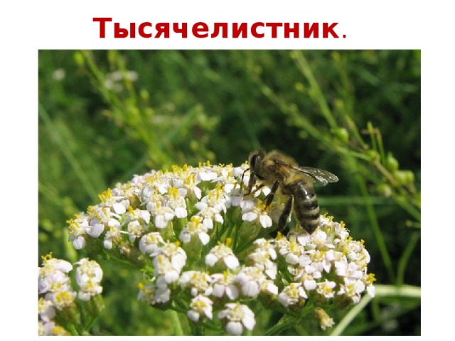 Тысячелистник .