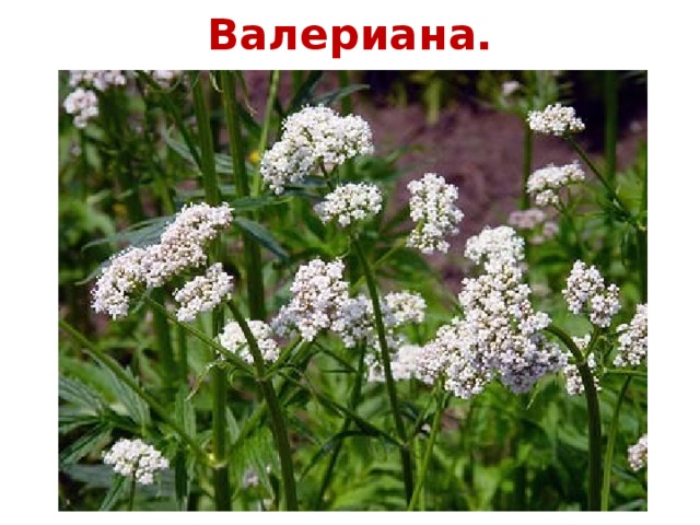 Валериана.