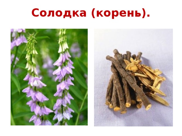 Солодка (корень).