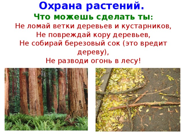 Охрана растений.   Что можешь сделать ты :  Не ломай ветки деревьев и кустарников,  Не повреждай кору деревьев,  Не собирай березовый сок (это вредит дереву),  Не разводи огонь в лесу!