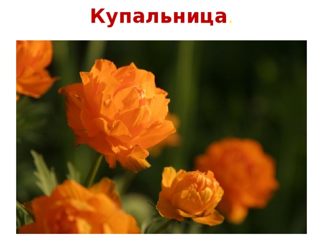 Купальница .