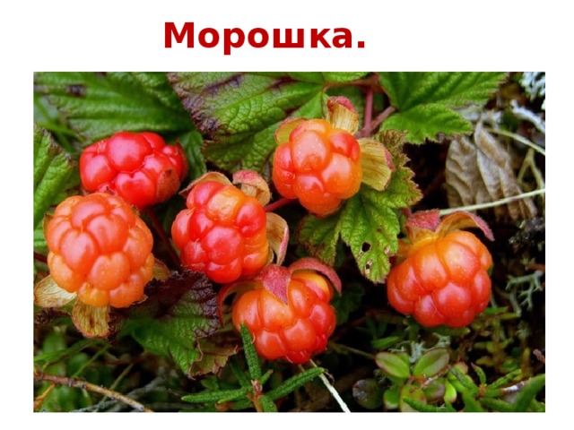 Морошка.