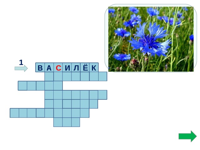 Как зовут меня скажи? Часто прячусь я во ржи. Скромный полевой цветок, Синеглазый….  1 И К Ё В А С Л