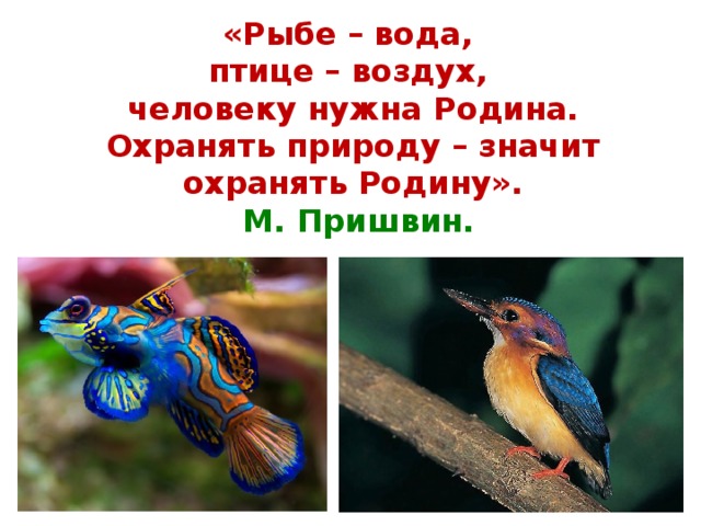 «Рыбе – вода,  птице – воздух,  человеку нужна Родина.  Охранять природу – значит охранять Родину».   М. Пришвин.