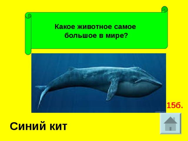 Какое животное самое большое в мире? 15б. Синий кит