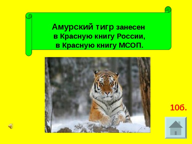 Амурский тигр занесен  в Красную книгу России,  в Красную книгу МСОП. 10б.