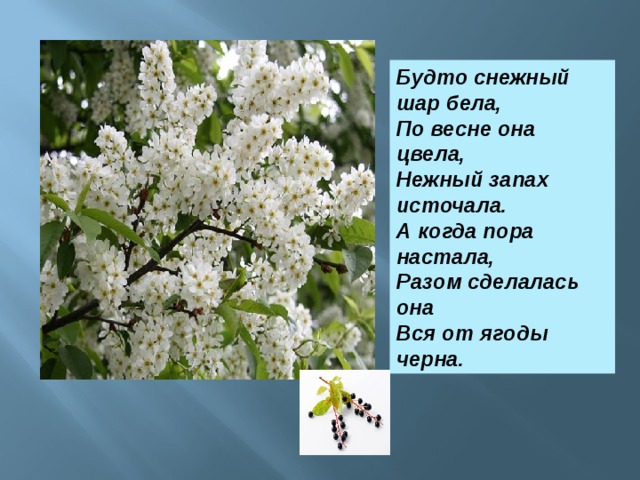 Будто снежный шар бела,  По весне она цвела,  Нежный запах источала.  А когда пора настала,  Разом сделалась она  Вся от ягоды черна.