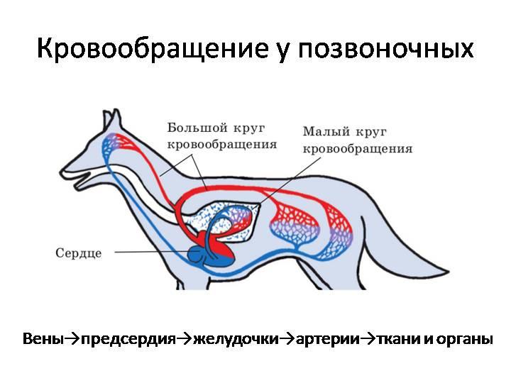 Особенности кровообращения млекопитающих. Строение кровеносной системы собаки схема. Кровеносная система млекопитающих схема. Строение кровеносной системы позвоночных. Схема строения кровеносной системы млекопитающих.