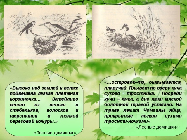 «Высоко над землей к ветке подвешена легкая плетеная корзиночка… Затейливо весит из пеньки и стебельков, волосков и шерстинок и тонкой березовой кожуры.»   «Лесные домишки» «…островок–то, оказывается, плавучий. Плывет по озеру куча сухого тростника. Посреди кучи – ямка, а дно ямки мягкой болотной травой устлано. На траве лежат Чомгины яйца, прикрытые лёгкии сухими троснти-ночками»  «Лесные домишки»