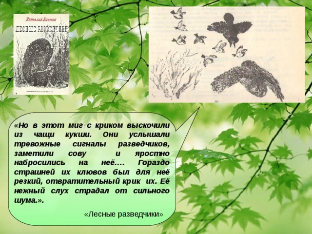 «Но в этот миг с криком выскочили из чащи кукши. Они услышали тревожные сигналы разведчиков, заметили сову и яростно набросились на неё…. Гораздо страшней их клювов был для неё резкий, отвратительный крик их. Её нежный слух страдал от сильного шума.».  «Лесные разведчики»