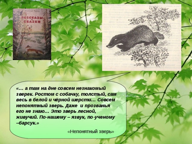 «… а там на дне совсем незнакомый зверек. Ростом с собачку, толстый, сам весь в белой и чёрной шерсти… Совсем непонятный зверь. Даже и прозванья его не знаю… Это зверь лесной, живучий. По-нашему – язвук, по-ученому –барсук.»  «Непонятный зверь»