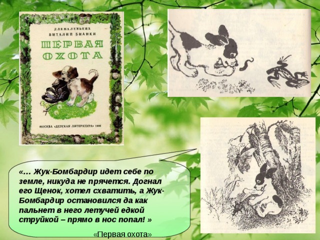 «… Жук-Бомбардир идет себе по земле, никуда не прячется. Догнал его Щенок, хотел схватить, а Жук-Бомбардир остановился да как пальнет в него летучей едкой струйкой – прямо в нос попал! »  «Первая охота»