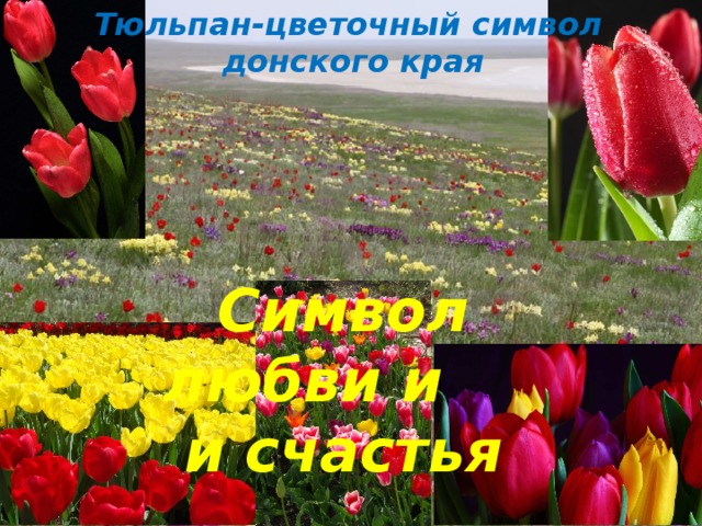 Тюльпан-цветочный символ донского края Символ любви и и счастья
